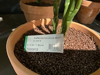 Emerald kunstplanten (18x) - afbeelding 5 van  7