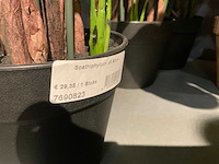 Emerald kunstplanten (18x) - afbeelding 6 van  7