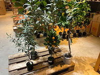 Emerald kunstplanten (5x) - afbeelding 1 van  9