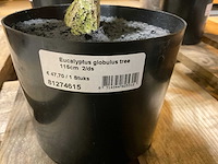 Emerald kunstplanten (5x) - afbeelding 8 van  9