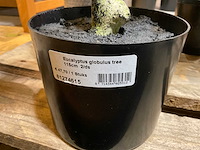 Emerald kunstplanten (5x) - afbeelding 9 van  9