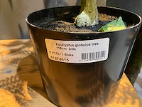 Emerald kunstplanten (5x) - afbeelding 4 van  7