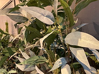 Emerald kunstplanten (5x) - afbeelding 6 van  7