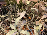 Emerald kunstplanten (5x) - afbeelding 7 van  7