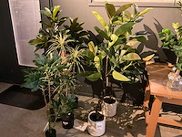 Emerald kunstplanten (5x) - afbeelding 2 van  8