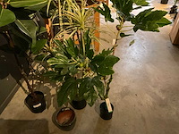 Emerald kunstplanten (5x) - afbeelding 3 van  8