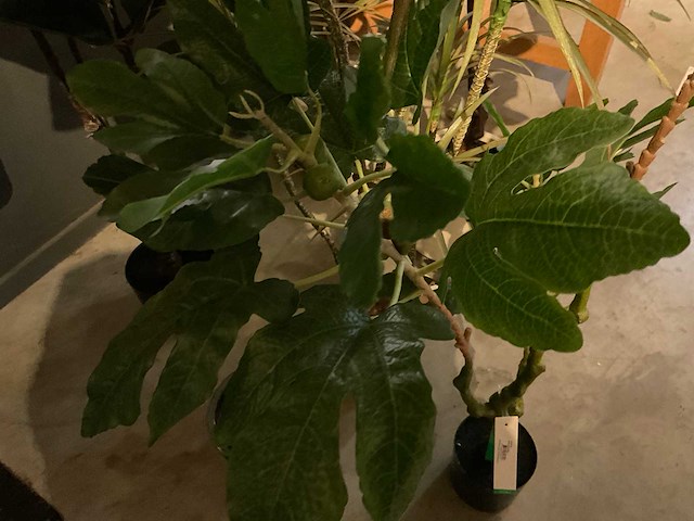 Emerald kunstplanten (5x) - afbeelding 4 van  8