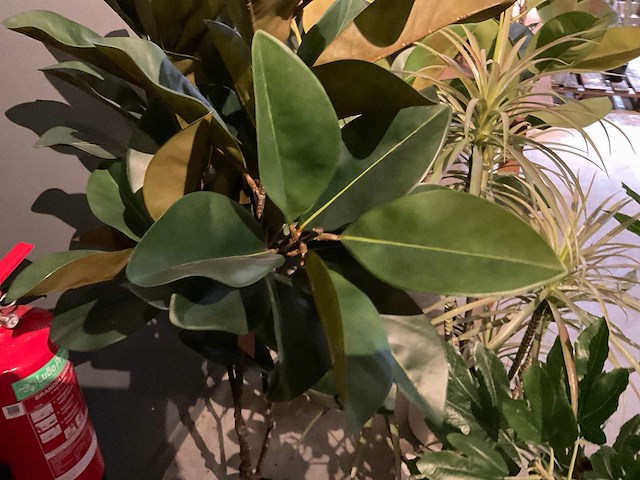 Emerald kunstplanten (5x) - afbeelding 5 van  8