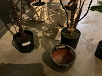 Emerald kunstplanten (5x) - afbeelding 6 van  8