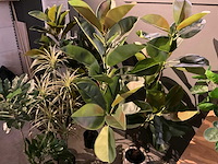 Emerald kunstplanten (5x) - afbeelding 7 van  8