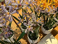 Emerald kunstplanten (8x) - afbeelding 4 van  4