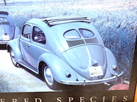 Endangered species - afbeelding 4 van  5