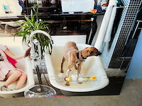 Eric van den elsen “pippi at the mansion” photographic art wanddecoratie - afbeelding 3 van  5