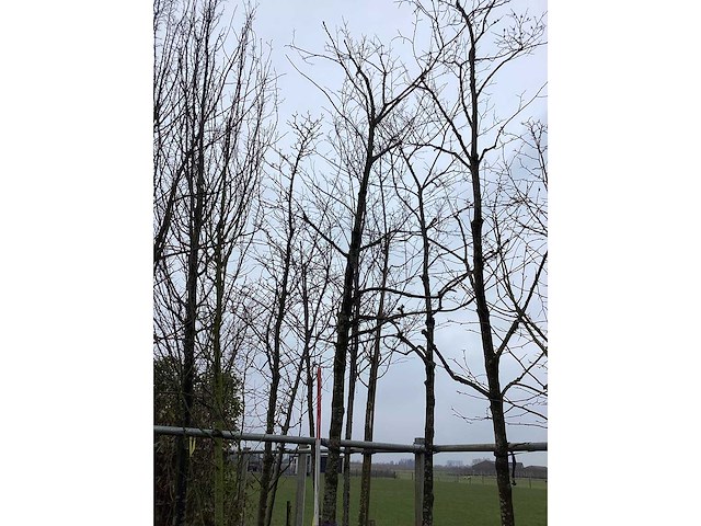 Es - vormboom - afbeelding 1 van  2