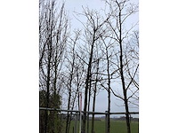 Es - vormboom - afbeelding 1 van  2