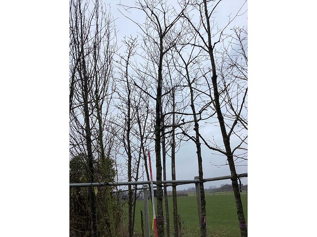 Es - vormboom - afbeelding 2 van  2