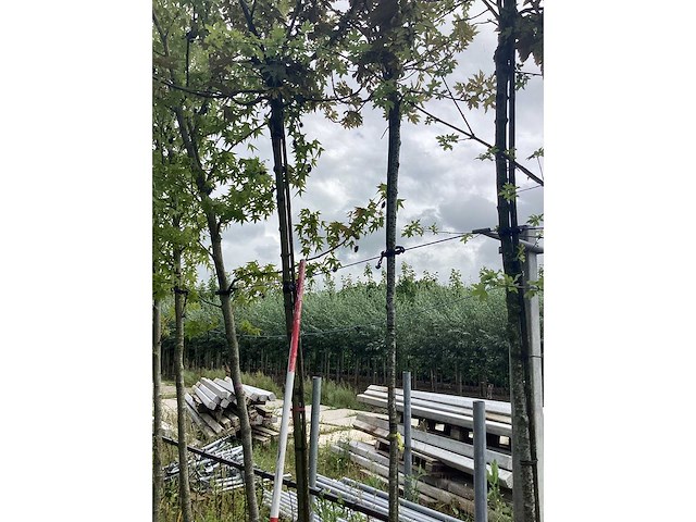 Esdoorn - bolboom - afbeelding 1 van  2