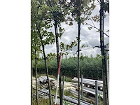 Esdoorn - bolboom - afbeelding 2 van  2