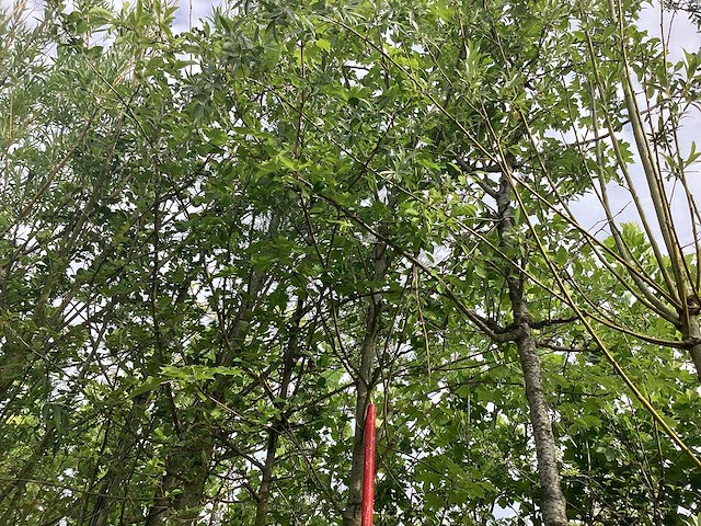 Esdoorn - laanboom - afbeelding 1 van  2