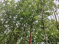 Esdoorn - laanboom - afbeelding 1 van  2