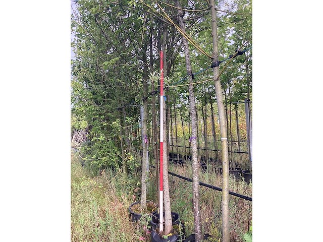 Esdoorn - laanboom - afbeelding 2 van  2