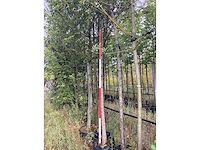 Esdoorn - laanboom - afbeelding 2 van  2