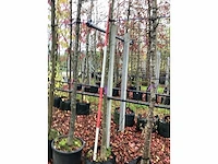 Esdoorn - laanboom