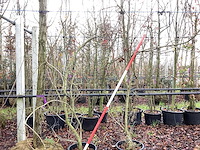 Esdoorn - meerstammige boom (2x) - afbeelding 1 van  2