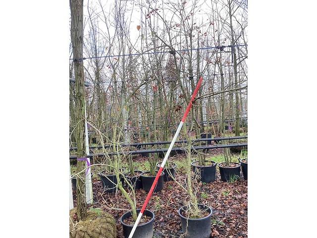 Esdoorn - meerstammige boom (2x) - afbeelding 2 van  2