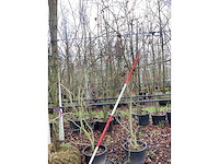 Esdoorn - meerstammige boom (2x) - afbeelding 2 van  2