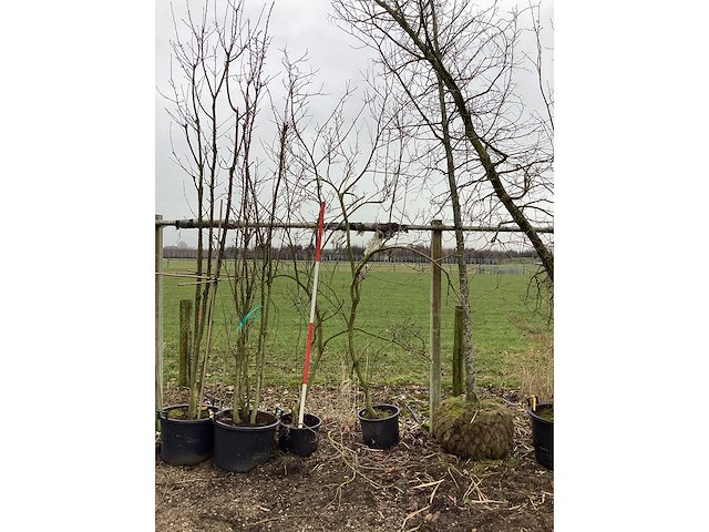 Esdoorn - meerstammige boom (2x) - afbeelding 1 van  2