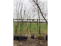 Esdoorn - meerstammige boom (2x) - afbeelding 1 van  2