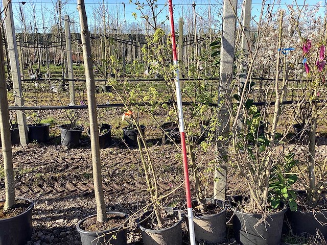 Esdoorn - meerstammige boom (2x) - afbeelding 1 van  2