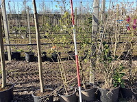 Esdoorn - meerstammige boom (2x) - afbeelding 1 van  2