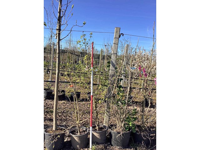 Esdoorn - meerstammige boom (2x) - afbeelding 2 van  2