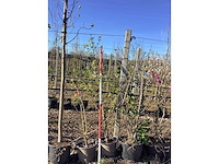 Esdoorn - meerstammige boom (2x) - afbeelding 2 van  2