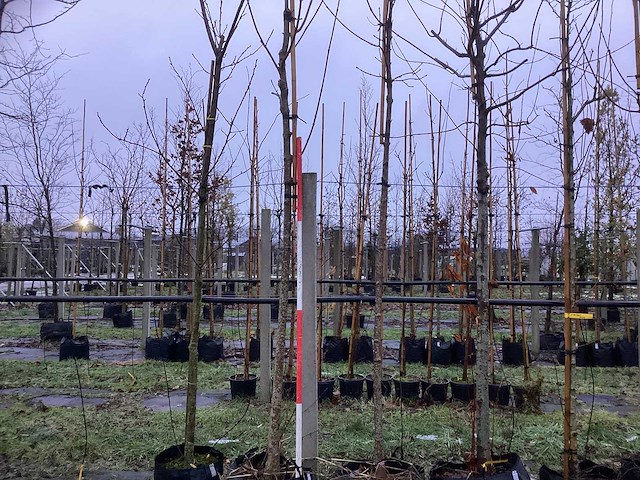 Esdoorn - parkboom - afbeelding 1 van  3