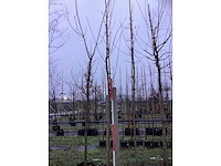 Esdoorn - parkboom - afbeelding 2 van  3