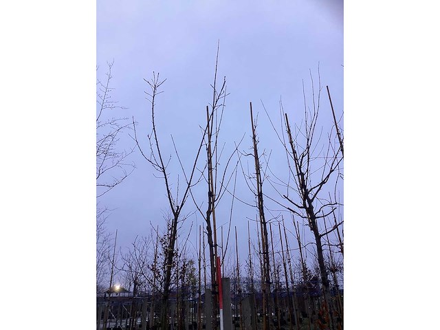 Esdoorn - parkboom - afbeelding 3 van  3