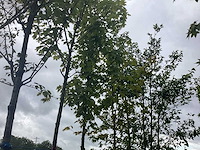 Esdoorn - parkboom
