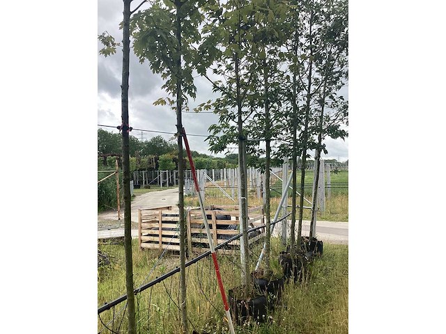 Esdoorn - parkboom - afbeelding 2 van  2