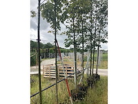 Esdoorn - parkboom - afbeelding 2 van  2