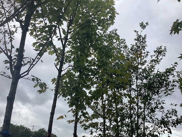 Esdoorn - parkboom - afbeelding 2 van  2