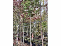 Esdoorn - parkboom - afbeelding 2 van  2