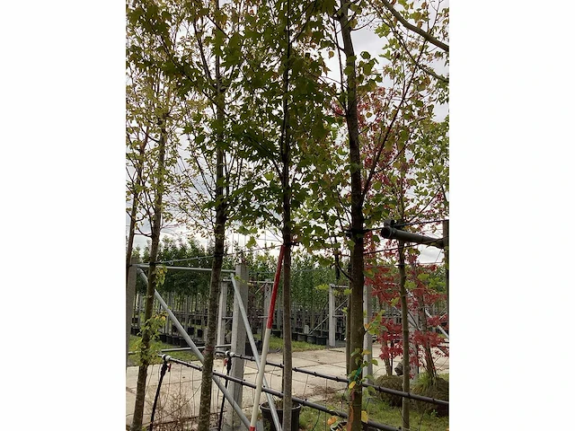 Esdoorn - parkboom - afbeelding 2 van  3