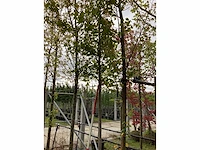 Esdoorn - parkboom - afbeelding 2 van  3