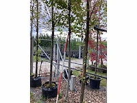Esdoorn - parkboom - afbeelding 3 van  3