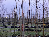 Esdoorn - sierboom (2x)