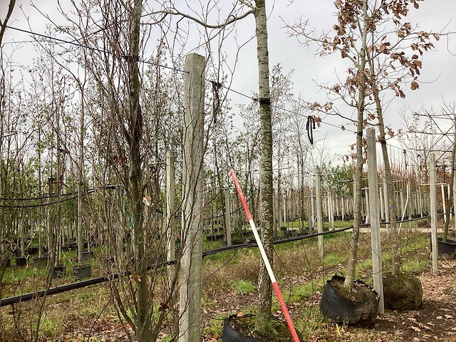 Esdoorn - sierboom - afbeelding 1 van  3