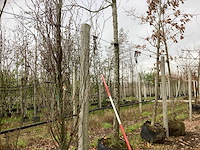 Esdoorn - sierboom - afbeelding 1 van  3